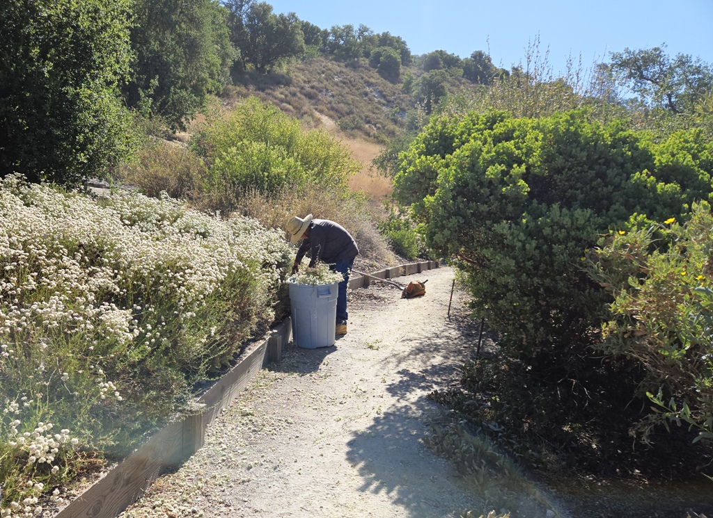 Phil trimming back the Buckwheat along the trail through the garden.